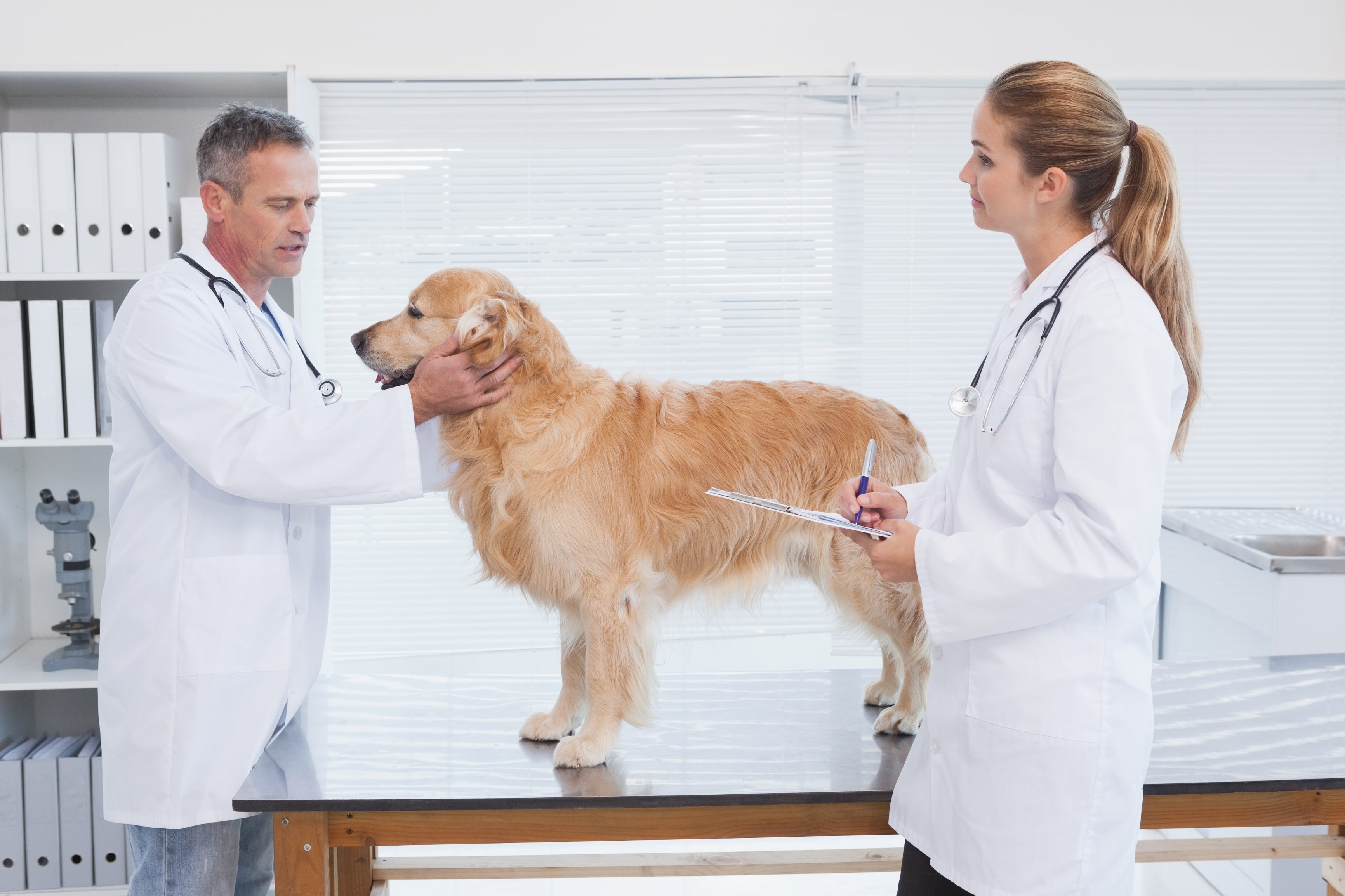 Diagnosis of Heartworm Disease with Ultrasound Imaging | UM Blog ...